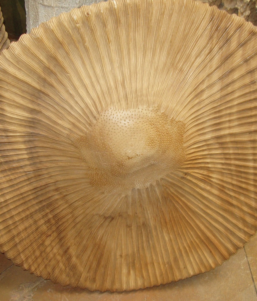 wooden shell sand dollar 210SS320W23 web