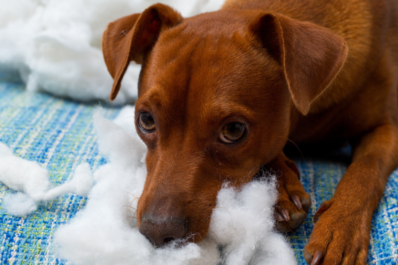 Puppy chewing on front of sofa